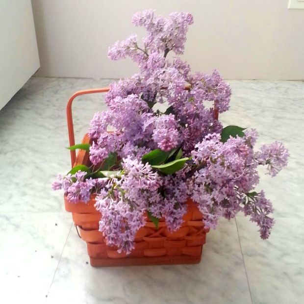 Basket of Lilacs