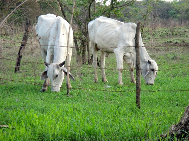 Costa Rican livestock grazing