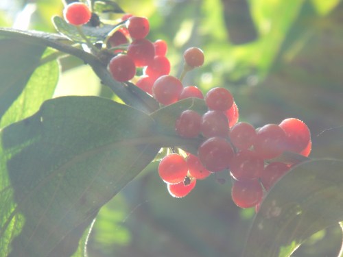 Rain forest plants up close