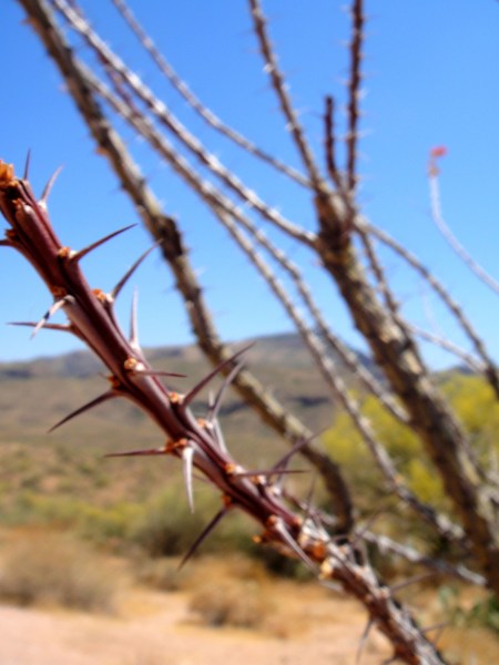 Upclose thorns