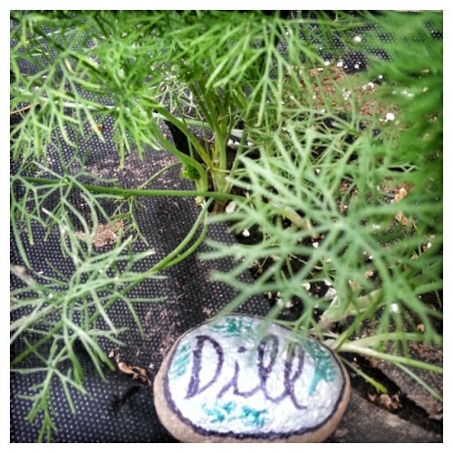 Dill 2