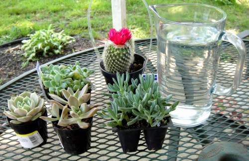 What you'll need for a succulent garden